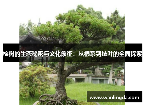 榕树的生态秘密与文化象征:从根系到枝叶的全面探索 榕树的生态秘密与文化象征:从根系到枝叶的全面探索