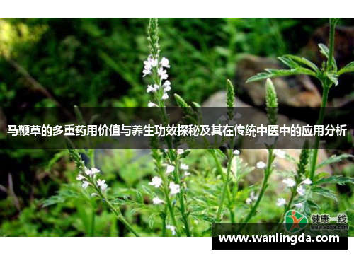 马鞭草的多重药用价值与养生功效探秘及其在传统中医中的应用分析 马鞭草的多重药用价值与养生功效探秘及其在传统中医中的应用分析